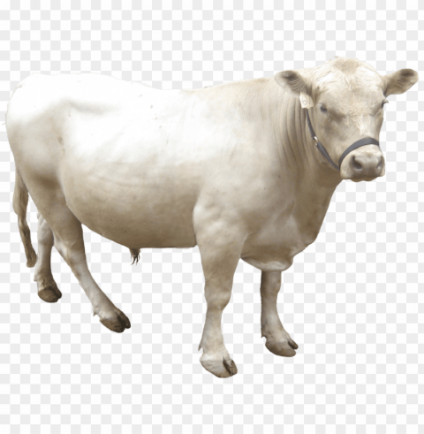 about our cattle - dairy cow Transparent Background Isolated PNG Icon