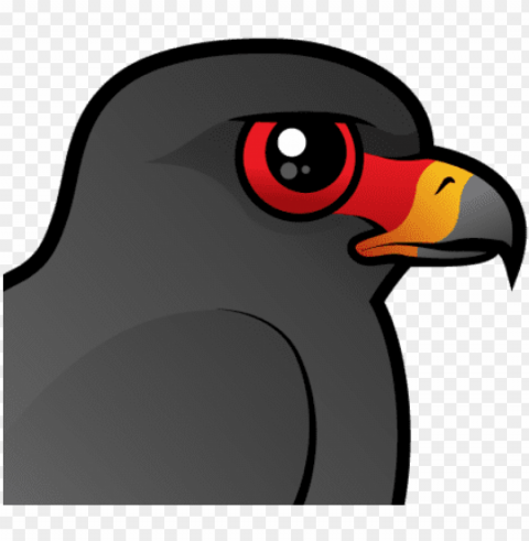 about the snail kite - snail kite PNG for business use