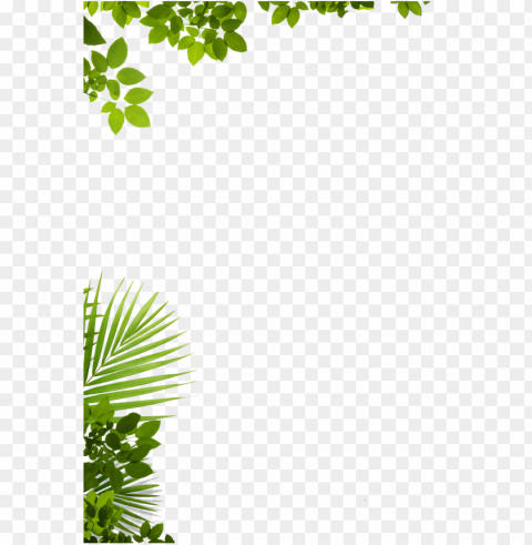 about us adventure zip lines punta cana - window decal through the tree window decal 70x50cm PNG images free