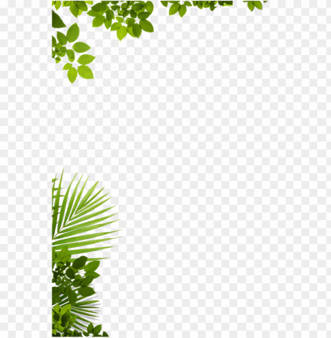 About Us Adventure Zip Lines Punta Cana - Window Decal Through The Tree Window Decal 70x50cm PNG Images Free