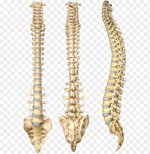 abre los ojos - columna vertebral sin partes HighQuality Transparent PNG Isolated Art PNG transparent with Clear Background ID 8d8b024d