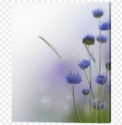 abstract flowers border design print pixers - life well lived is a precious gift PNG images with transparent canvas