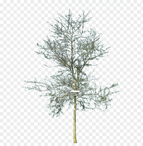 acacia xanthophloea - cad tree PNG images transparent pack