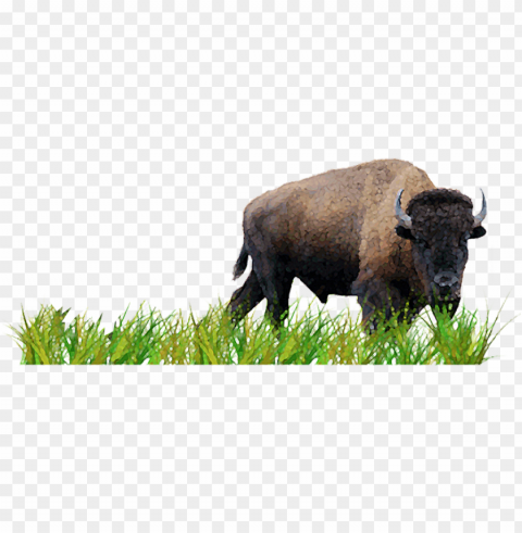 activity 3 plan a prairie - american biso Free PNG images with clear backdrop