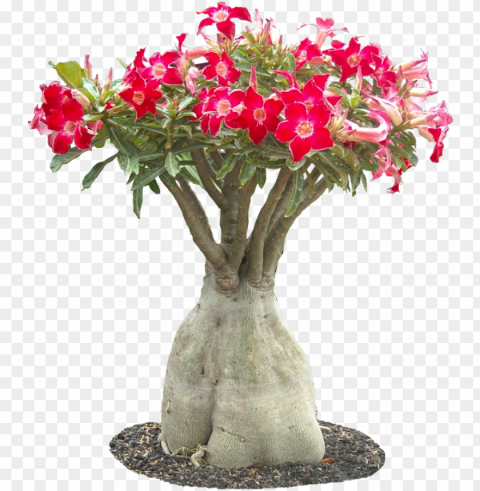 adenium obesuml01 plant images plant pictures euphorbia - desert flowers Transparent Background PNG Isolated Art