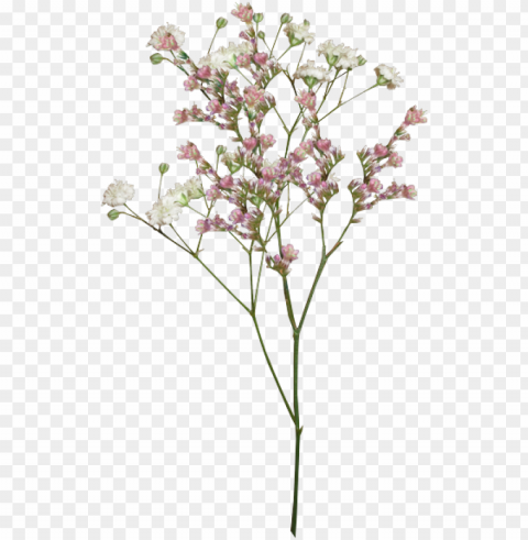 aesthetic flower - vintage aesthetic flower Isolated Item on Clear Transparent PNG