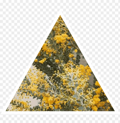 aesthetic yellow nature triangle flowers plants gr - aesthetic nature transparent Clear Background Isolated PNG Object