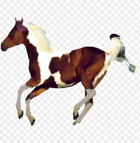 aesthetically beautiful horse - art of photography PNG graphics with transparent backdrop