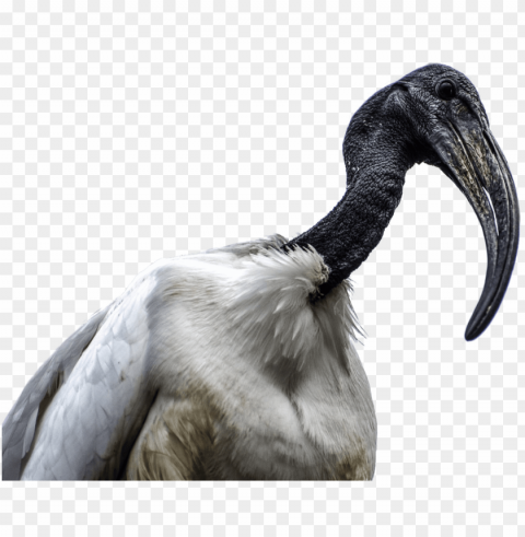 african bird PNG images with transparent layer PNG transparent with Clear Background ID 2438cbe3