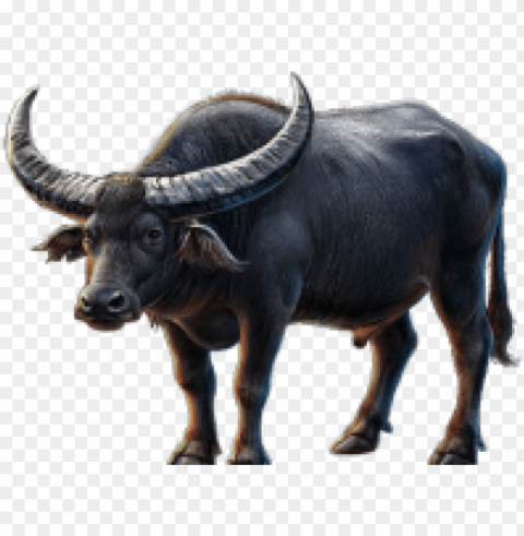 african buffalo clipart background - indian buffalo Transparent PNG vectors
