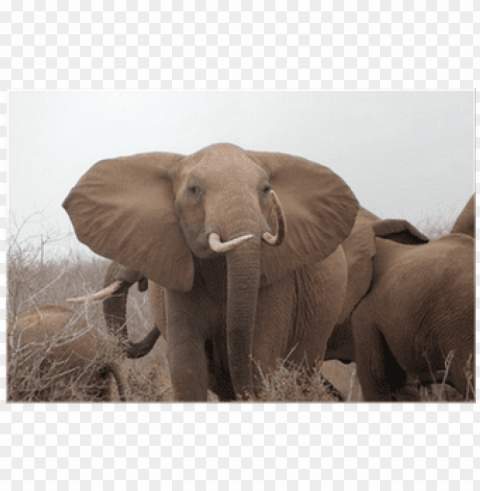 african elephant PNG with no bg