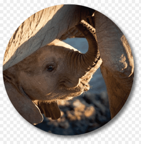 african elephant PNG with Transparency and Isolation