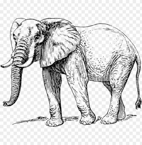 african elephant black and white Clear Background Isolated PNG Graphic
