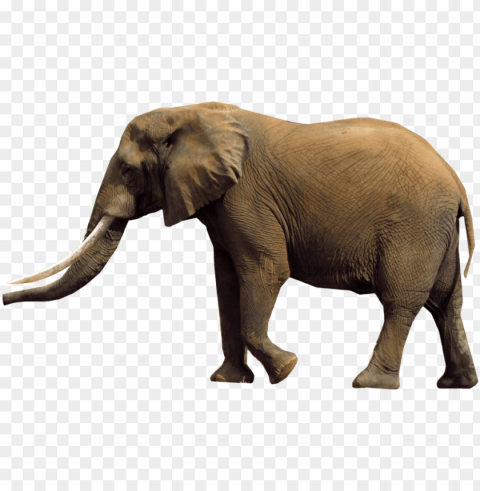 african elephant - elephants Clear PNG graphics free