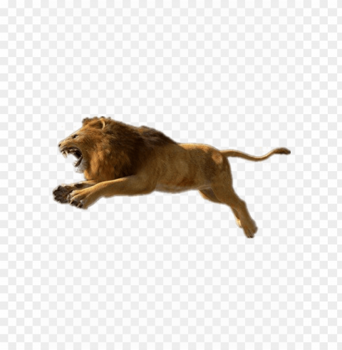african lion photos - lion pictures download hd free Isolated Subject on HighQuality Transparent PNG