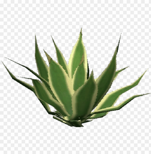agave americana marginata - australian aloe vera Transparent PNG Isolated Item PNG transparent with Clear Background ID 6843f4e6