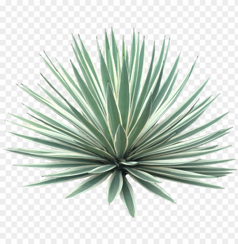 agave americana marginata - desert plant transparent background PNG for online use