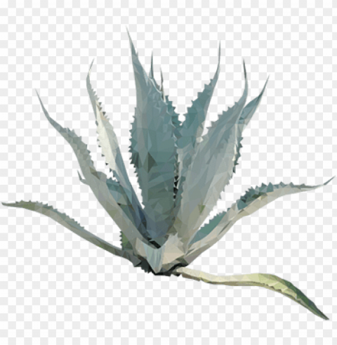 agave plant picture library download - agave Transparent PNG Isolated Object