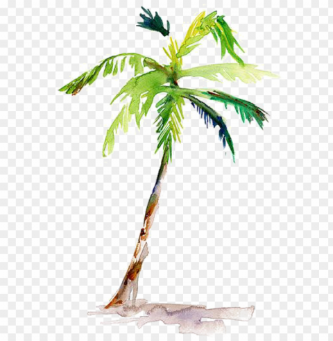 ainting arecaceae drawing coconut - watercolor palm tree Transparent PNG Isolated Graphic Detail