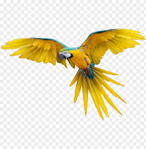 ajaros png transparente - flying bird Transparent graphics