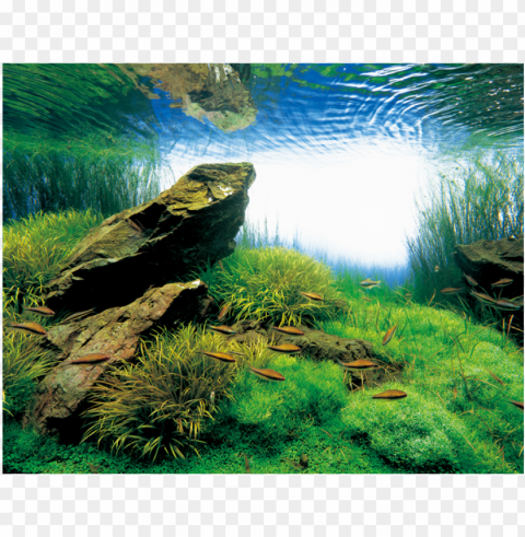 allery - hobbes and landes aquarium Transparent art PNG
