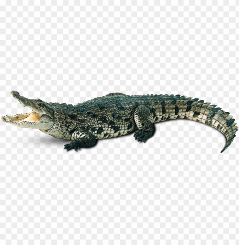 alligator - cartoon crocodile clipart Transparent Background PNG Isolation
