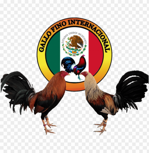 allo de pelea - logo de gallos de pelea Transparent background PNG artworks