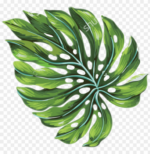 alm leaf palmtrees palmtree freetoedit - tropical palm leaves art PNG images with clear alpha channel