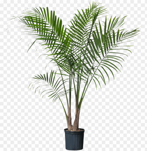 alm plant Transparent Background Isolated PNG Item