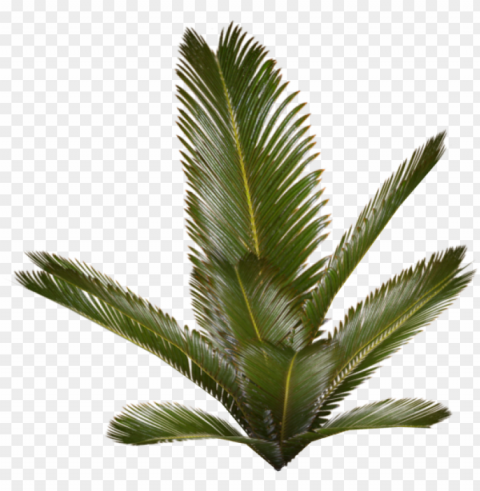 alm plant - palm plant PNG images with transparent canvas