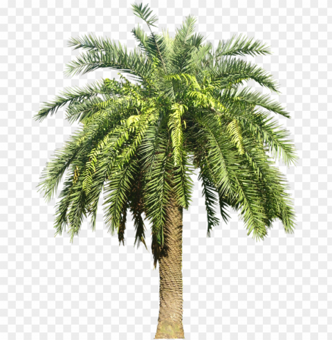 alm plant - date palm tree PNG Image with Transparent Isolation
