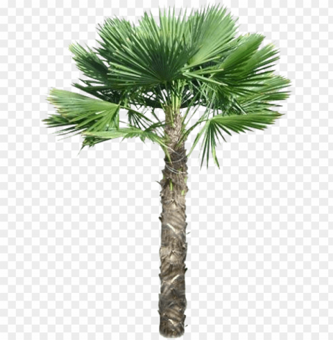 alm tree PNG images no background