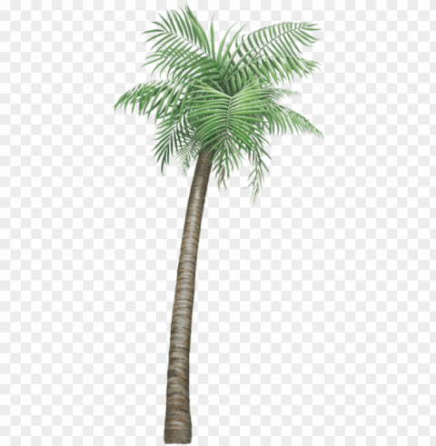 alm tree PNG pictures with no backdrop needed