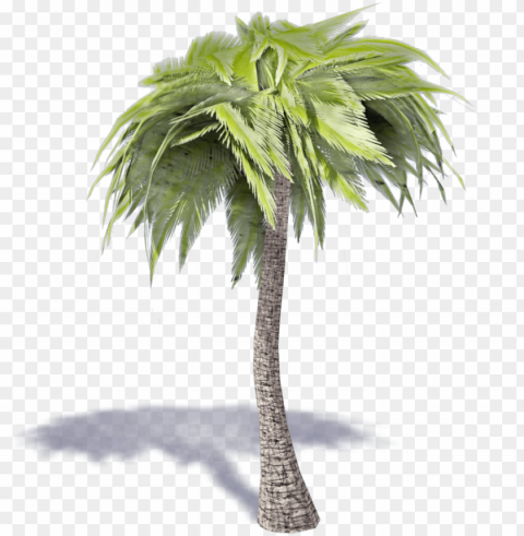 alm tree 3d PNG files with clear background collection