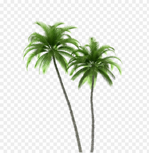 alm tree art print of original watercolor painting - two palm trees Transparent PNG Isolated Subject