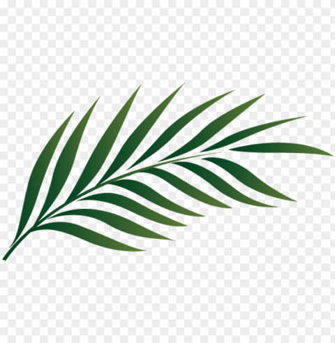 alm tree leaf clipart 19 1 - palm tree leaf clipart PNG clip art transparent background