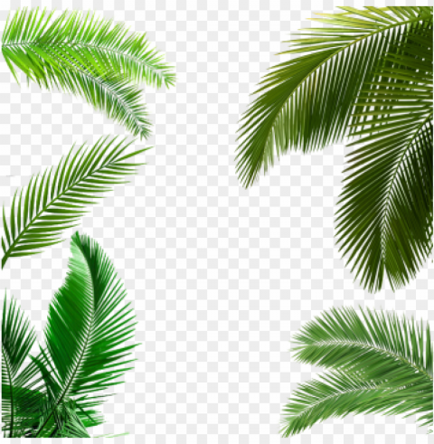 alm tree leaf palm tree leaf palm tree transparent - palm leaves poster PNG free download
