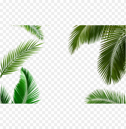alm tree leaf palm tree transparent leaf palm tree - life by design ll PNG for mobile apps