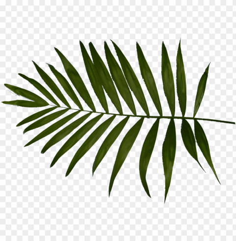 alm tree leaf download - charlotte thomas fern housewife pillowcases PNG transparent elements complete package