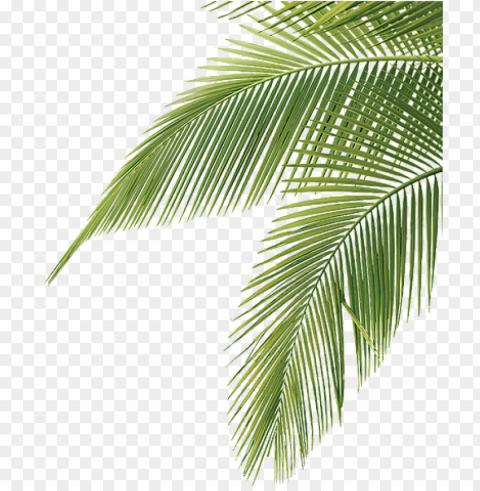 alm tree leaves Clear background PNG elements