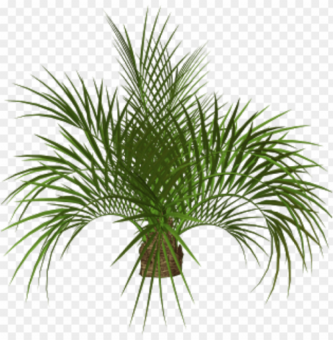 alm tree plan - palm tree Transparent PNG artworks for creativity
