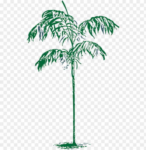 alm tree plant coconut dates date - palm trees sketches clipart Clear PNG graphics free