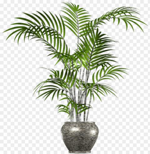 alm tree png in pot - palm tree in pot No-background PNGs