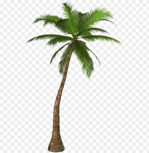 alm tree palm tree clip palm trees tree - palm tree HighQuality Transparent PNG Isolated Art