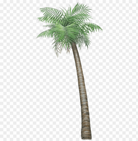 alm tree transparent image - small pictures of palm trees PNG free download