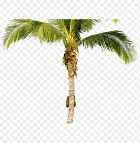 alm tree images - real palm tree PNG Illustration Isolated on Transparent Backdrop