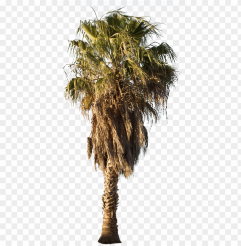 alm tree washingtonia palm palm trees mexican - desert palm tree Isolated Subject on HighResolution Transparent PNG