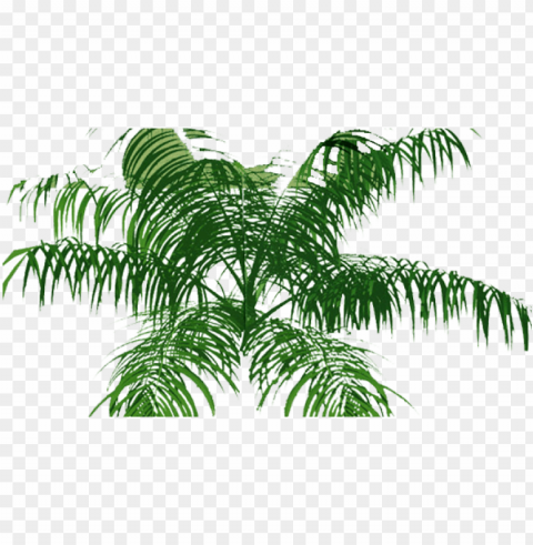 alm tree top view PNG Image with Isolated Element