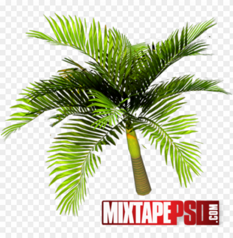 alm tree top view psd download - palm trees Isolated Subject with Clear PNG Background