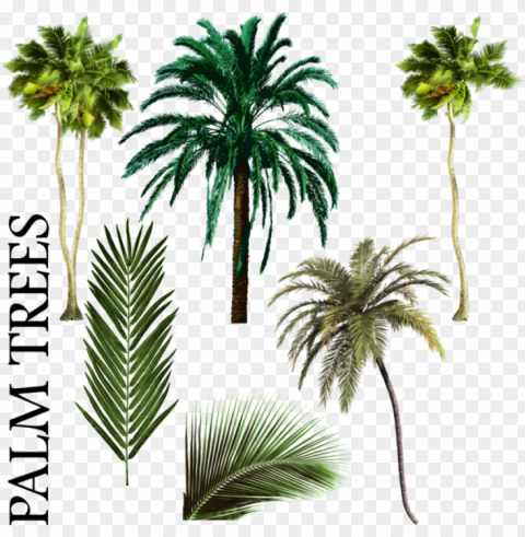 alm tree vector palmiye ağacı karışımı psd vektör - free palm tree psd PNG Isolated Design Element with Clarity